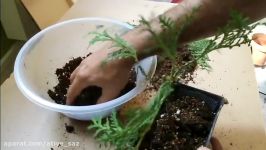 How To Care And Grow Bonsai  چگونه یک گلدان بنسای درست کنیم