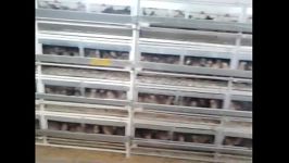 قفس پرورش بلدرچین گوشتی تخمگذار