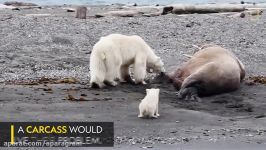 تلاش نافرجام خرس قطبی مادر برای شکار فیل دریایی