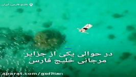 تصاویر هوایی جزیره های بکر مرجانی خلیج فارس