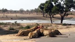 دریدن شکار توسط شیرها وسط جاده