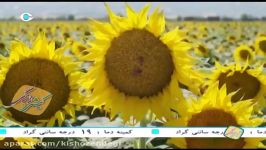 كیش زندگی  موزیك ویدئو دیوونه میثم ابراهیمی شاد شاد