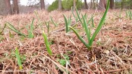 Learn how to become an anic farmer  Sustainable Farming at Fickle Creek Farm North Carolina