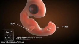 مراحل رشد جنین در داخل تخم