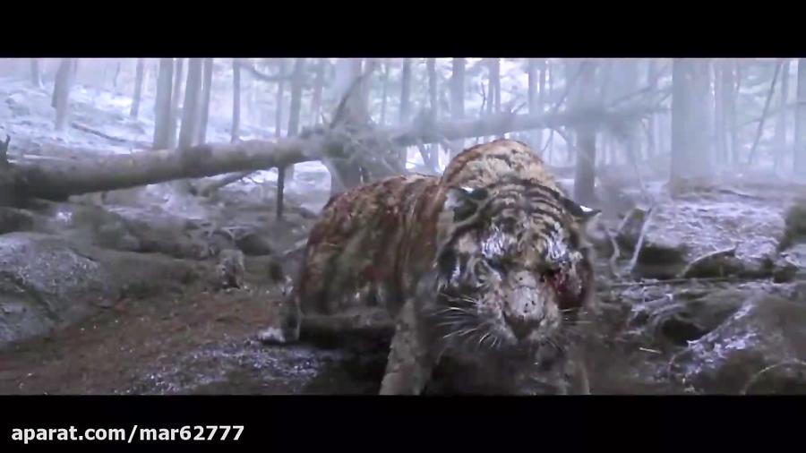 غرش حماسی ببر سیبری در فیلم The Tiger