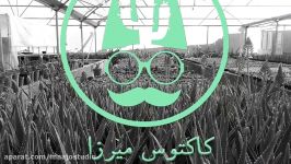 تیزر فروشگاه اینترنتی ساکولنت کاکتوس میرزا