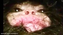 Hairy Alien WHOA Mysterious Portals Gemini UFO Video 72817