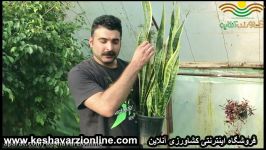 بهترین زمان برای جداسازی بوته ای سانسوریا ابلق