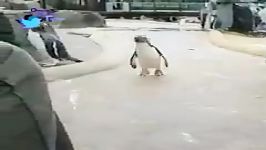 پنگوئن هم پنگوئن های قدیم