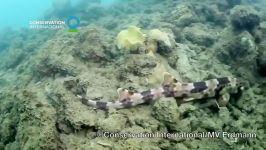 New species of walking shark found in Indonesia  Conserva