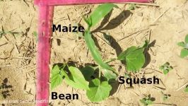 The Three Sisters maize bean and squash in SimRoot