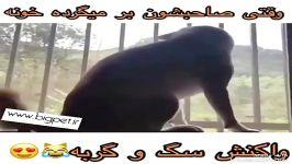 تفاوت گربه سگ www.bigpet.ir