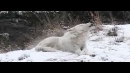 Beautiful white wolf howling