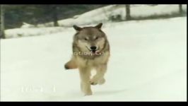 Beautiful wolf howling