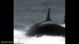 shekar ensan حمله نهنگ قاتل به انسان