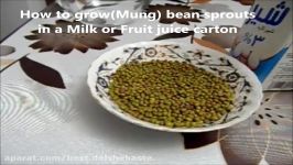 جوانه ماش  آشپزی اینجا تا آنجا عذرا mung bean sprouts