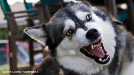 5 MOST DANGEROUS Dog Breeds In The World