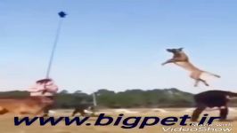 سگ بلژین مالینویز www.bigpet.ir