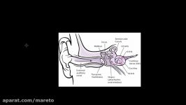 Auditory processing  Processing the Environment  MCAT  Khan Academy