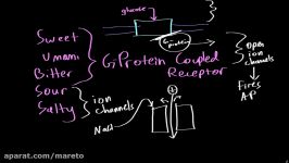 Gustation  structure and function  Processing the Environment  MCAT  Khan Academy