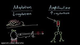 Sensory adaptation and amplification  Processing the Environment  MCAT  Khan Academy