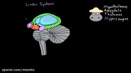 Emotions limbic system  Processing the Environment  MCAT  Khan Academy