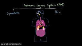 Autonomic nervous system ANS and physiologic markers of emotion  MCAT  Khan Academy