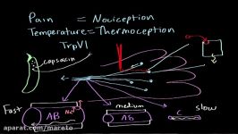 Pain and temperature  Processing the Environment  MCAT  Khan Academy