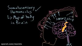 Somatosensory homunculus  Processing the Environment  MCAT  Khan Academy