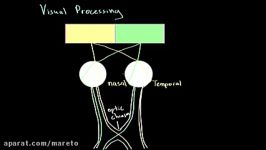 Visual field processing  Processing the Environment  MCAT  Khan Academy