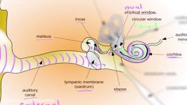 Auditory structure  part 1  Processing the Environment  MCAT  Khan Academy