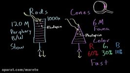 Photoreceptors rods vs cones  Processing the Environment  MCAT  Khan Academy