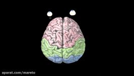 Emotions cerebral hemispheres and prefrontal cortex  MCAT  Khan Academy