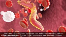 7 Herbs That Can Kill Internal Parasites Naturally