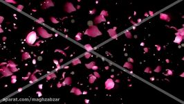 ویدیوی ترانزیشن موشن گرافیک گلبرگ های رز Rose Petals