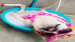حمام کردن عجیب این سگ عیدی ویژه کانال عیدالزهرا آپارات