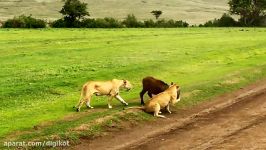 حمله شیرها به گاومیش های آفریقایی