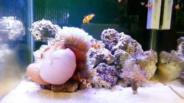 Reef Aquarium 20