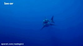 This Neurobiologist Swims With Great White Sharks to Study Fear