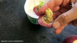 Sabzeh Shalgham  آموزش سبز کردن سبزه هویج شلغم چغندر