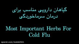 Herbal Medicine For Cold Flu  بهترین گیاهان دارویی برای سرماخوردگی