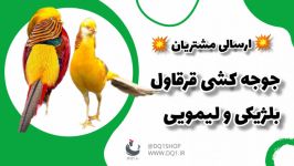 جوجه کشی قرقاول لیمویی بلژیکی