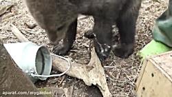 غذا دادن به توله خرس ها