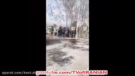 قطع درختان شاهکار شهرداری همدان در روز درختکاری