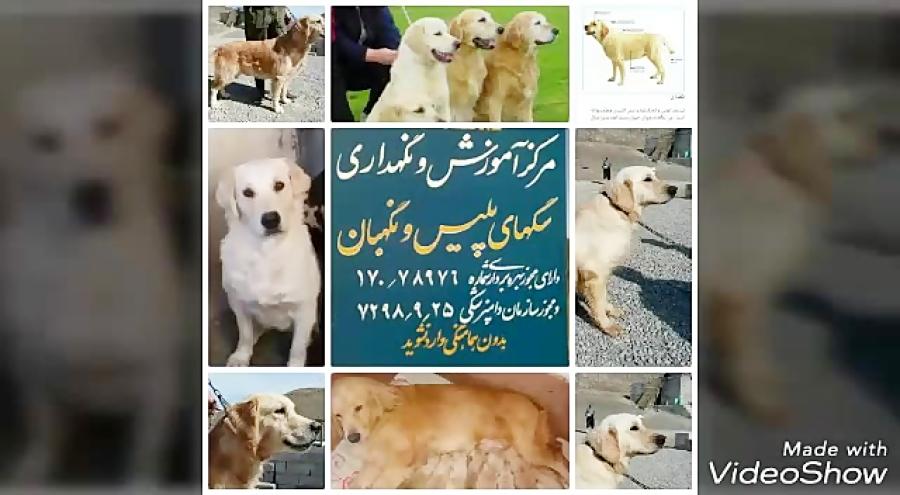 بزرگترین مرکز پرورش سگ ایران دارنده تنها مجوز رسمی پرورش سگ.بهترین ها را ما ب