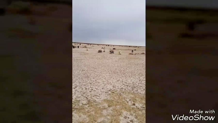 گوسفند ها لبه مرز بانی روستای کانال میچرند وست پاستگاه طلای برجک دو در روست