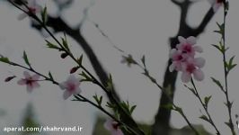 نرم نرمک می رسد اینک بهار . . .