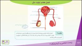 دستگاه تولید مثل مرد فصل 7  زیست یازدهم