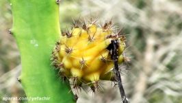 How to remove thorns from yellow dragon fruit