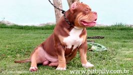 American Bully Pocket  Tricon Pit Bully  Tri Chocolate